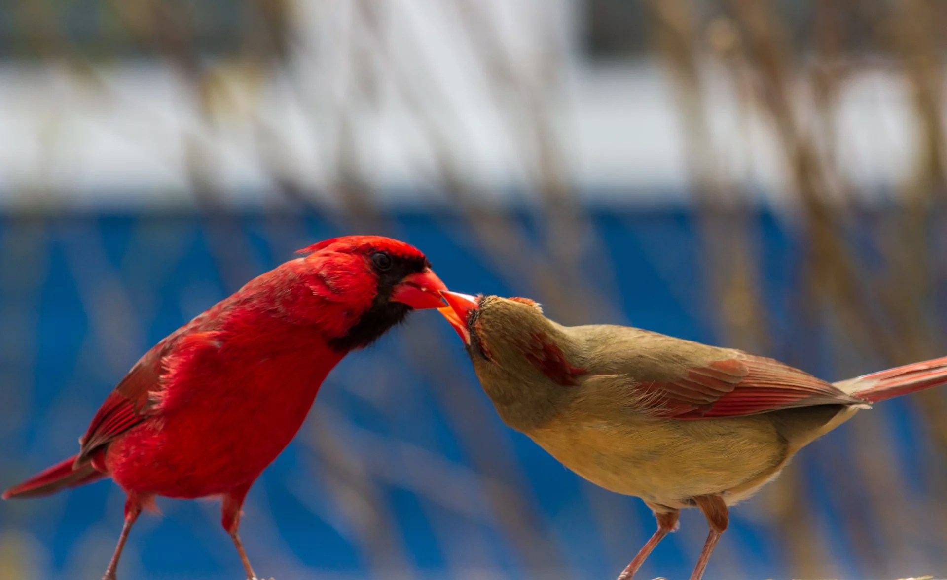 When Do Cardinals Lay Eggs? Everything You Need to Know!