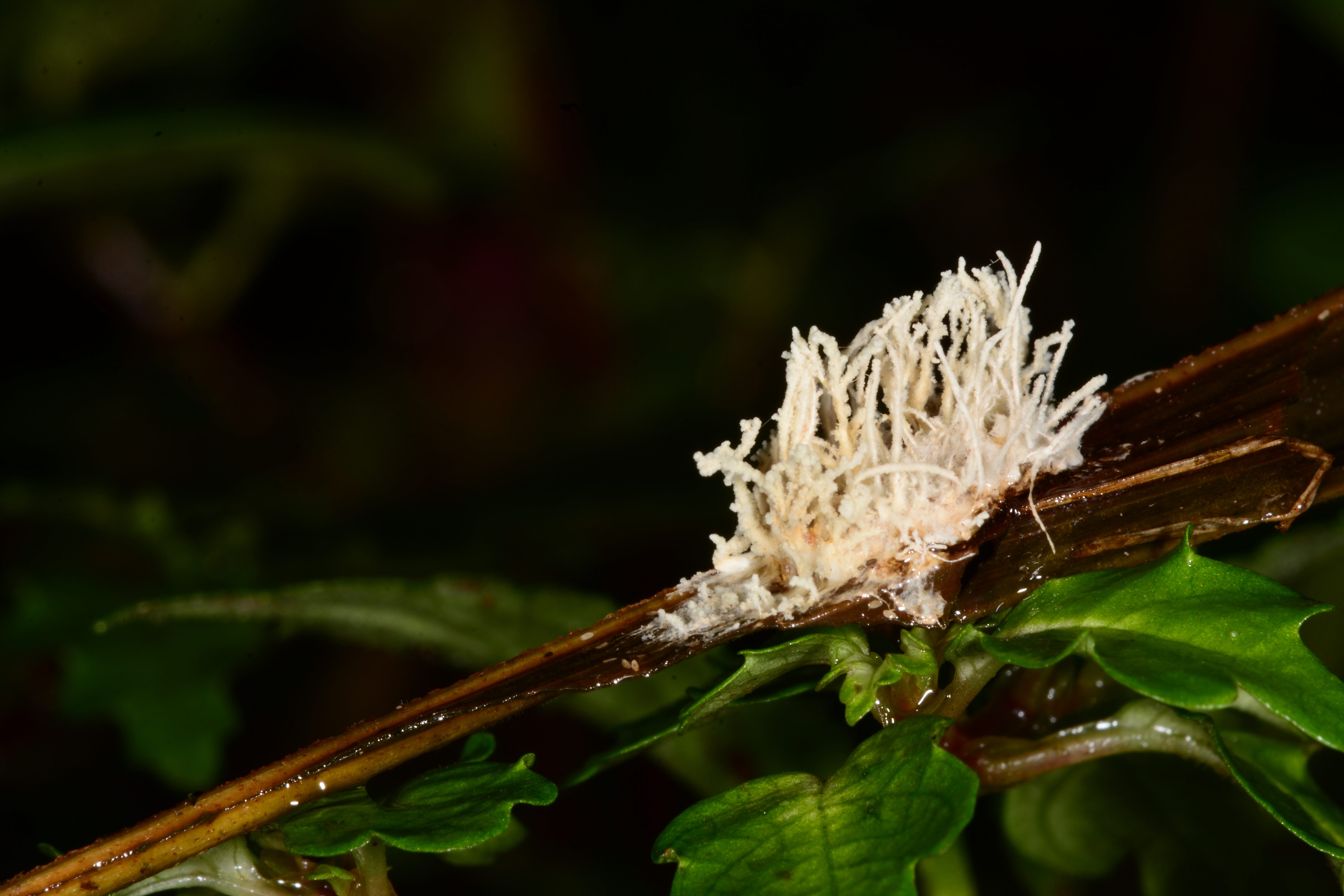 CordyAnon Bird Hard… Nature Hard