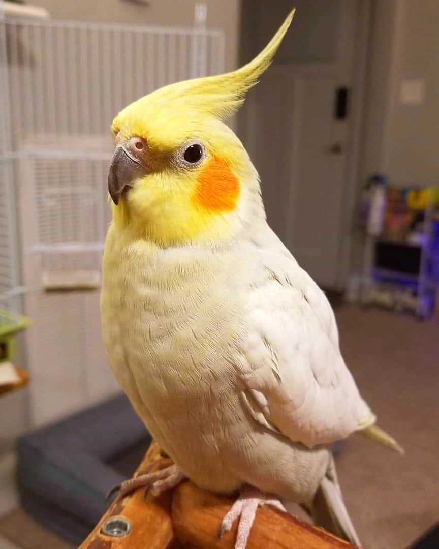 How Much Does a Cockatiel Cost? (2024 Updated)