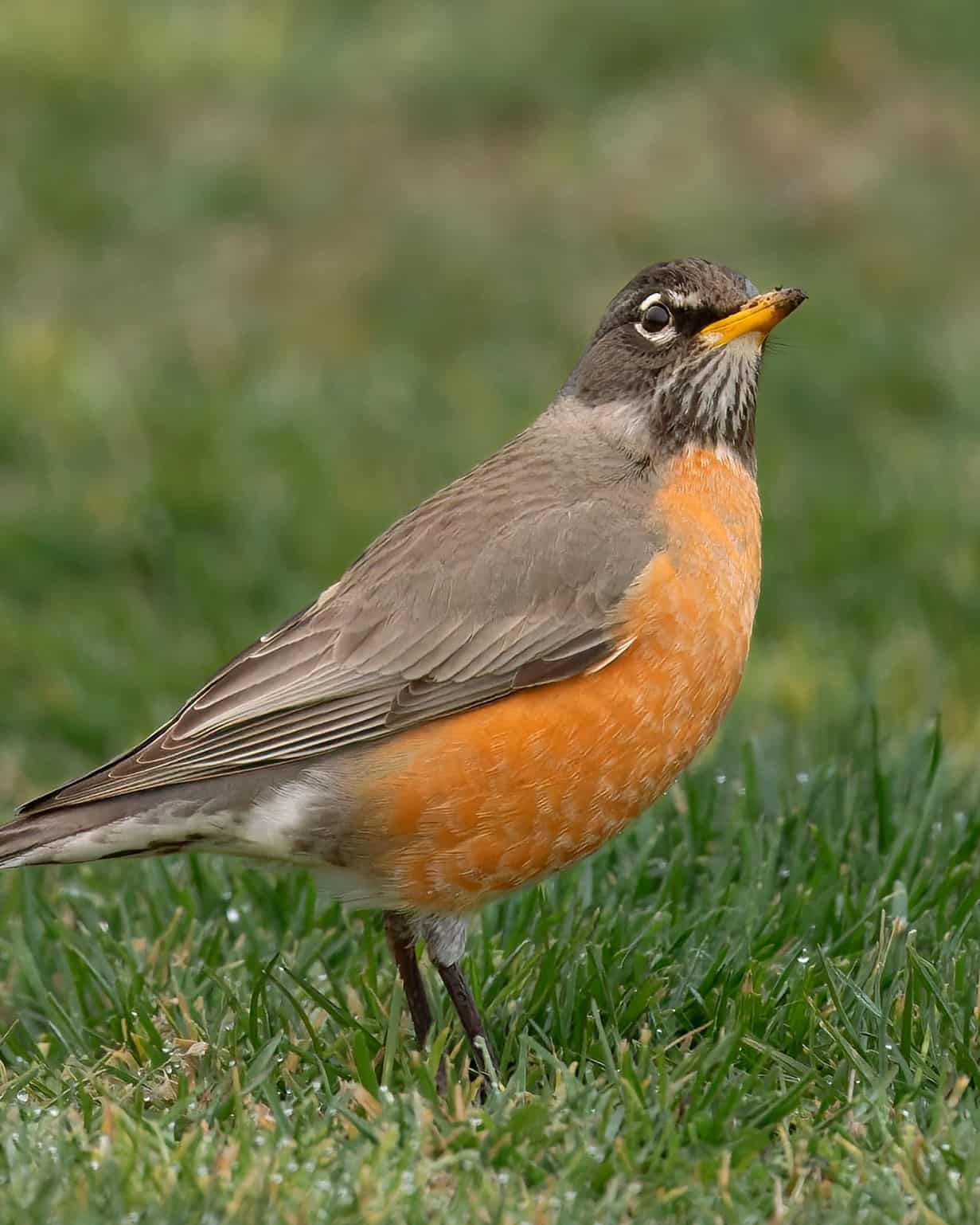 Male vs. Female Robins 9 Main Differences Explained