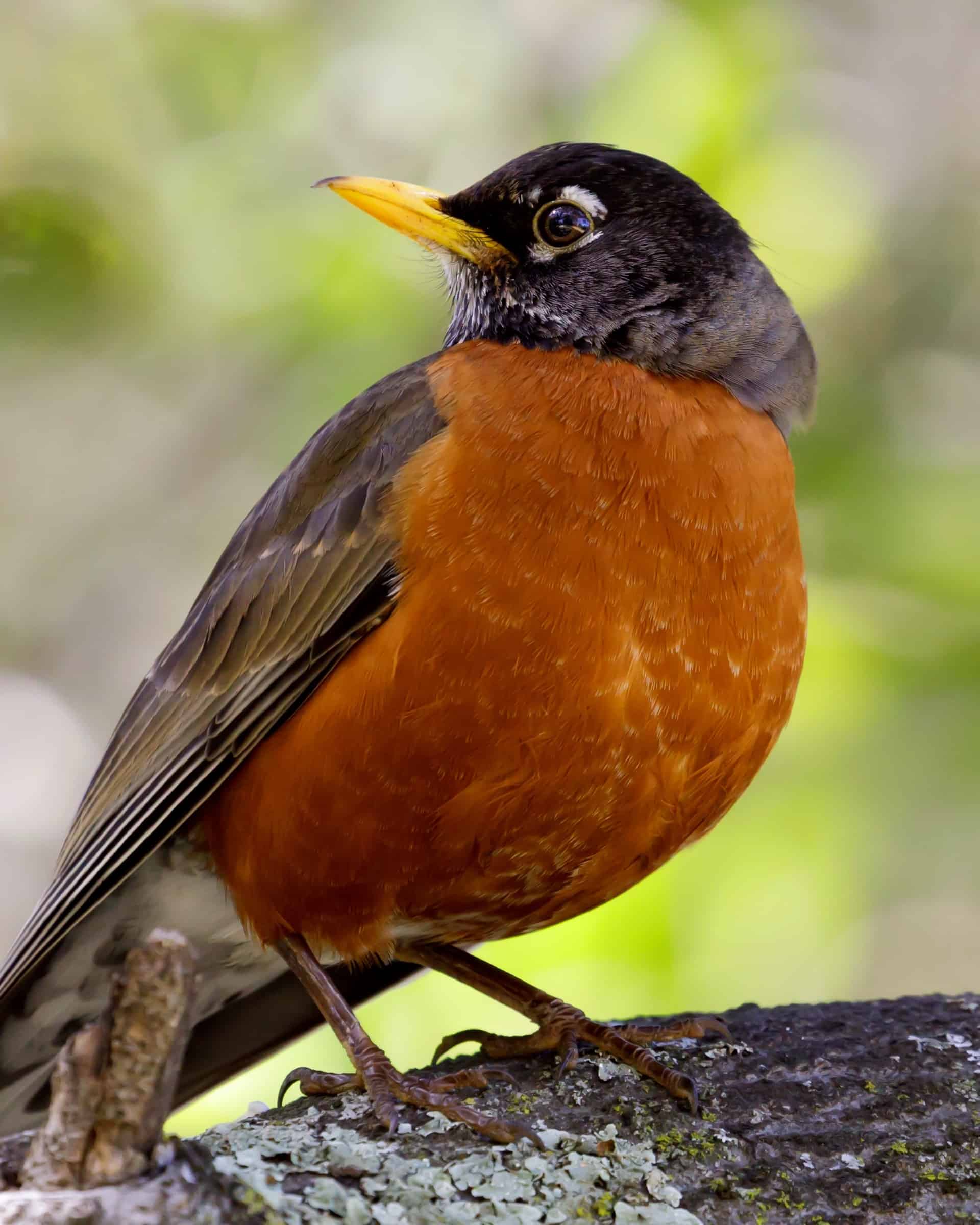 Male vs. Female Robins 9 Main Differences Explained