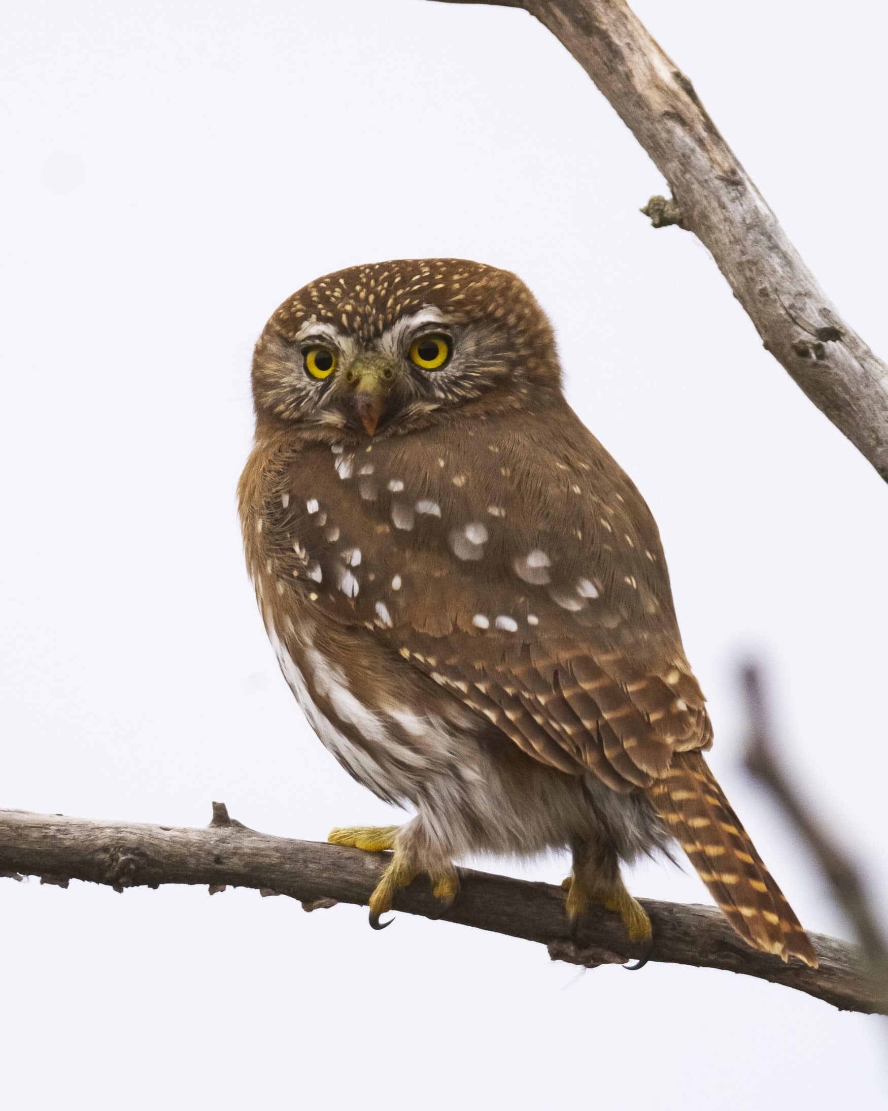 All Owl Colors Explained (+ List of 54 Colorful Owls)