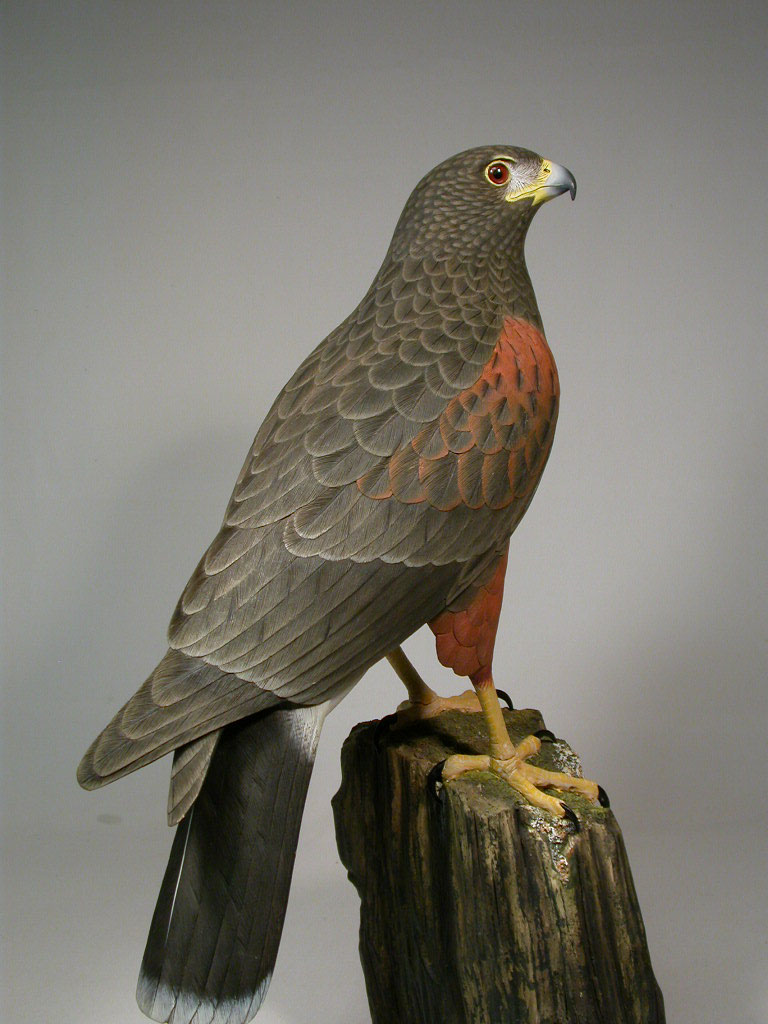 Life Size Harris's Hawk Original Bird Carving/Birdhug eBay