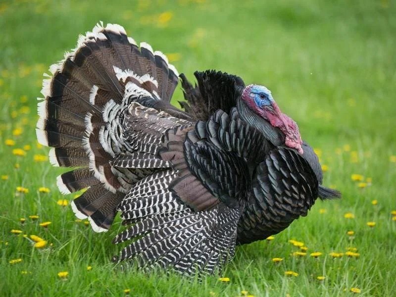 9 Birds that Look Like Turkey (Explained and With Photos)