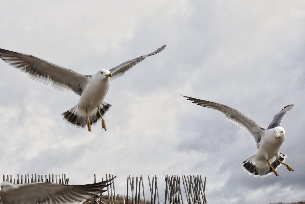 Bird flight Birding World