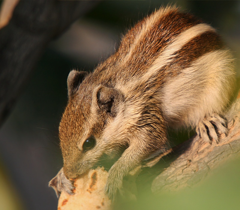 Squirrel Birding in India