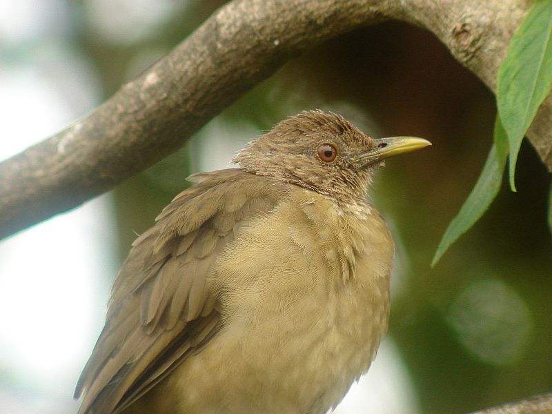 Yiguirro The national bird of Costa Rica Costa Rica Living and Birding