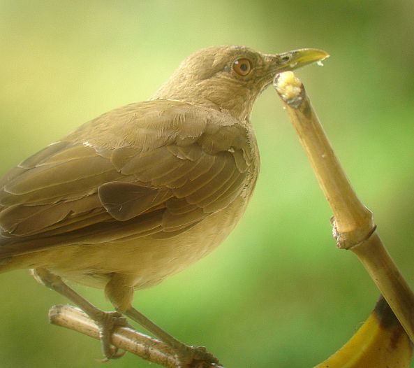 Yiguirro The national bird of Costa Rica Costa Rica Living and Birding