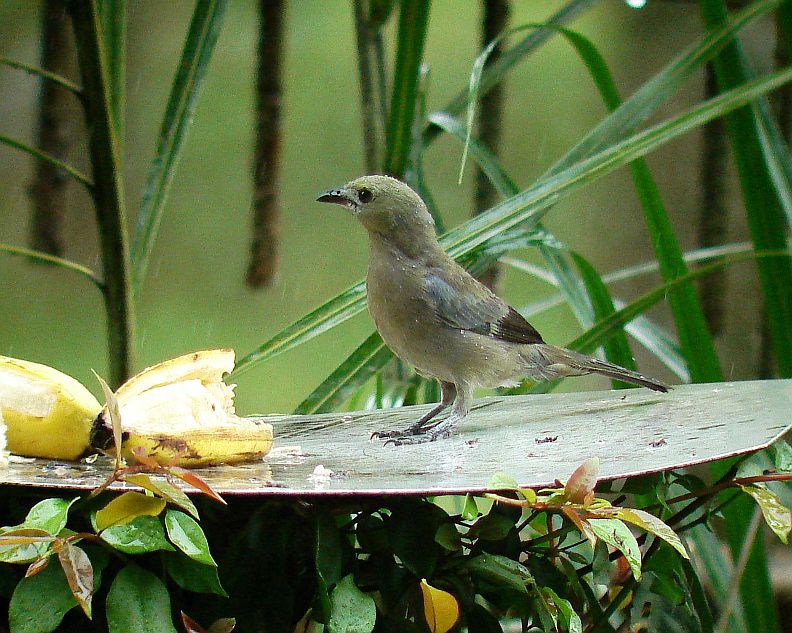 Common Costa Rican Birds; Palm Tanager Costa Rica Living and Birding