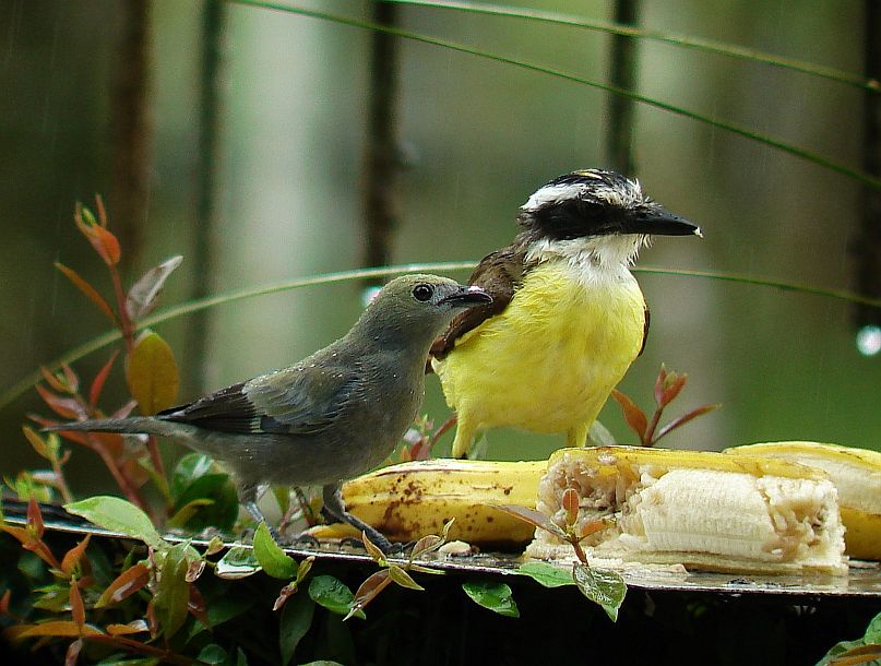Common Costa Rican Birds; Palm Tanager Costa Rica Living and Birding