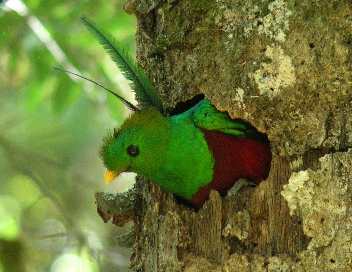 Costa Rica is a great place to see Resplendent Quetzal Costa Rica