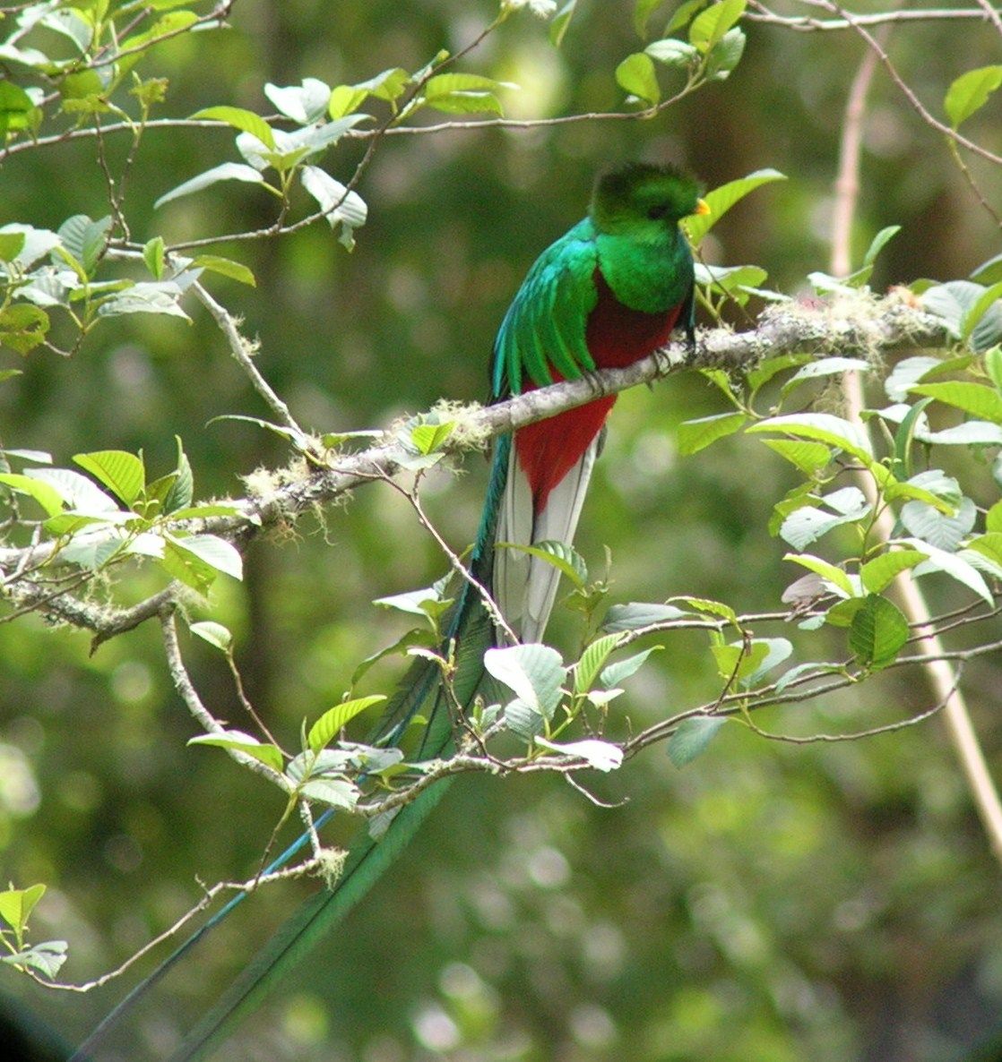 Costa Rica is a great place to see Resplendent Quetzal Costa Rica