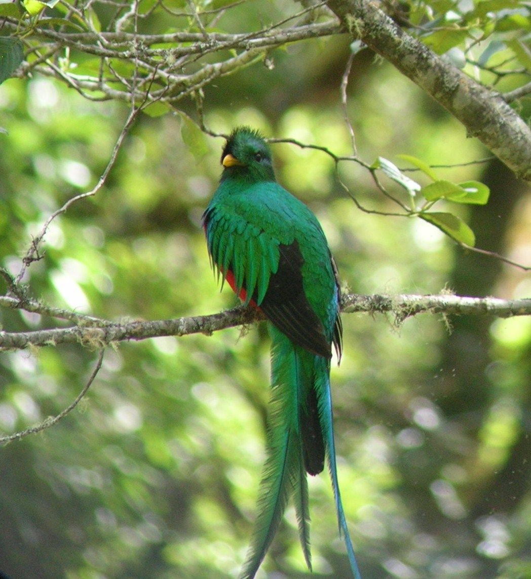 Costa Rica is a great place to see Resplendent Quetzal Costa Rica