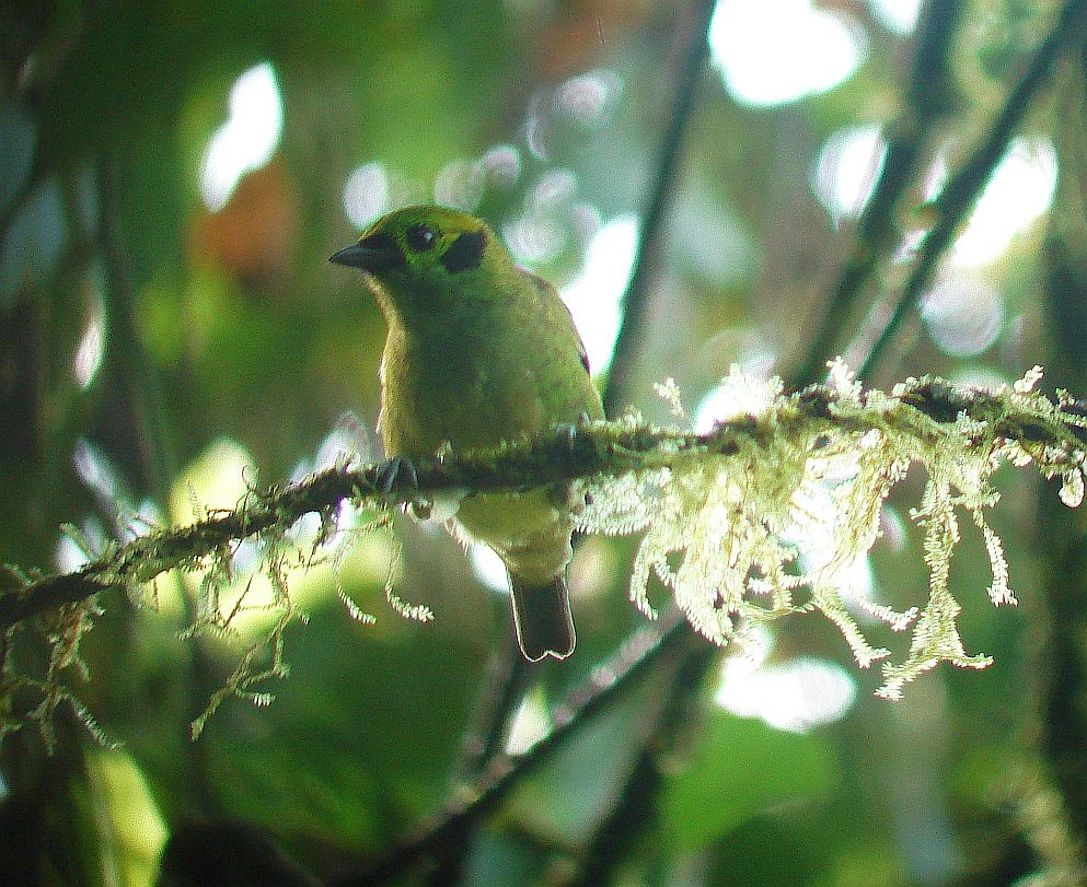 Green Costa Rican Birds Costa Rica Living and Birding