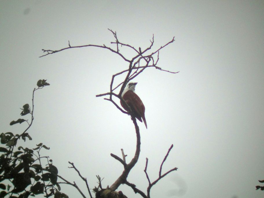 Is Summer a Good Time for Birding in Costa Rica? Living and Birding