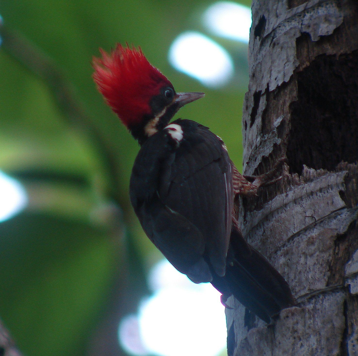 The Best Places to see Woodpeckers in Costa Rica Costa Rica Living
