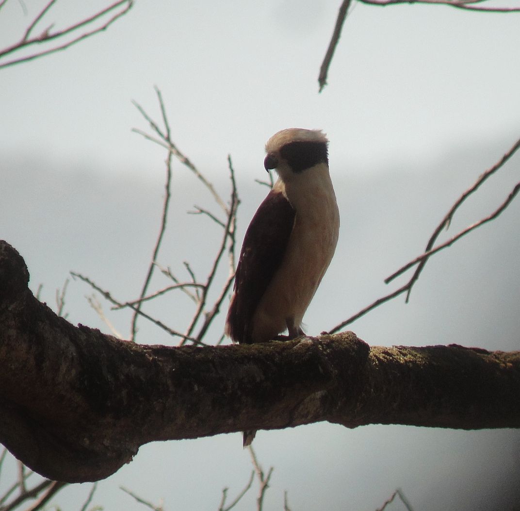 Where to See Birds in Guanacaste, Costa Rica Costa Rica Living and