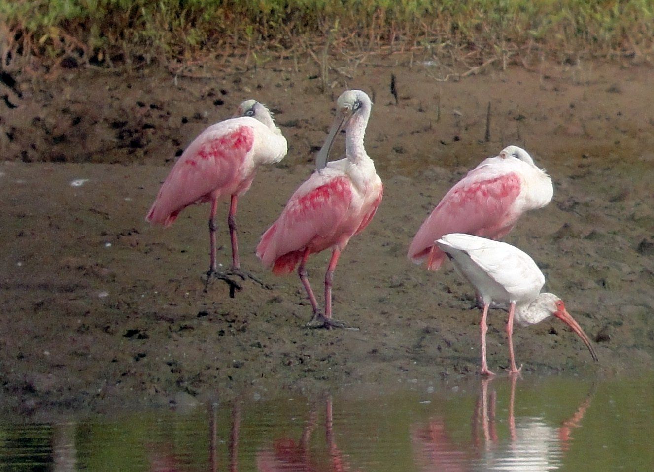 Where to See Birds in Guanacaste, Costa Rica Costa Rica Living and