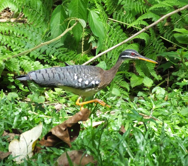 A Good Day of Birding in Costa Rica’s Central Valley Costa Rica
