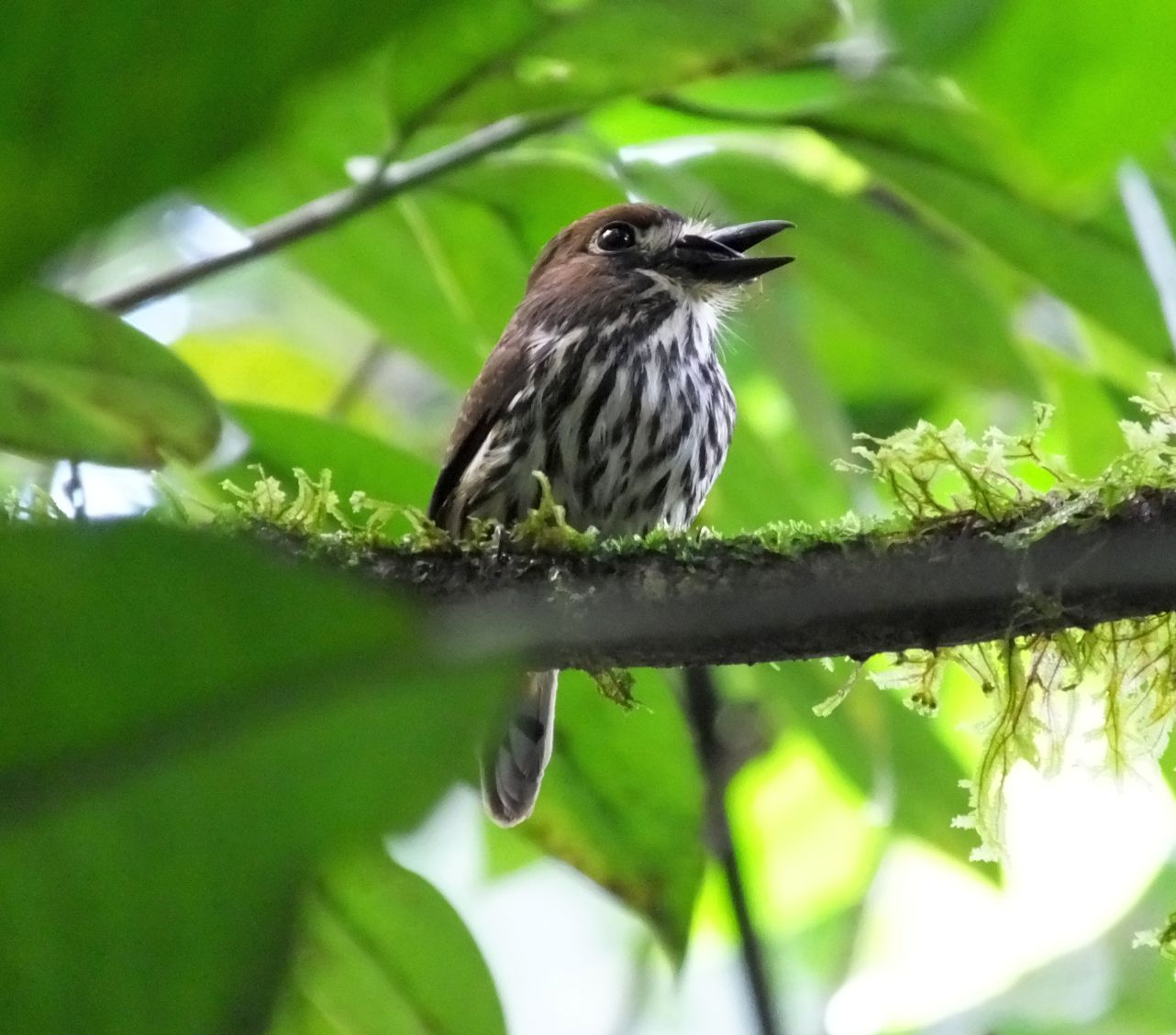 Rare Birds in Costa Rica 12 of the Least Known Species Costa Rica