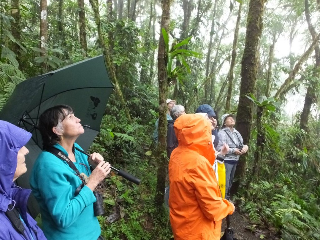Birding Costa Rica in the Clouds Some Tips Costa Rica Living and Birding