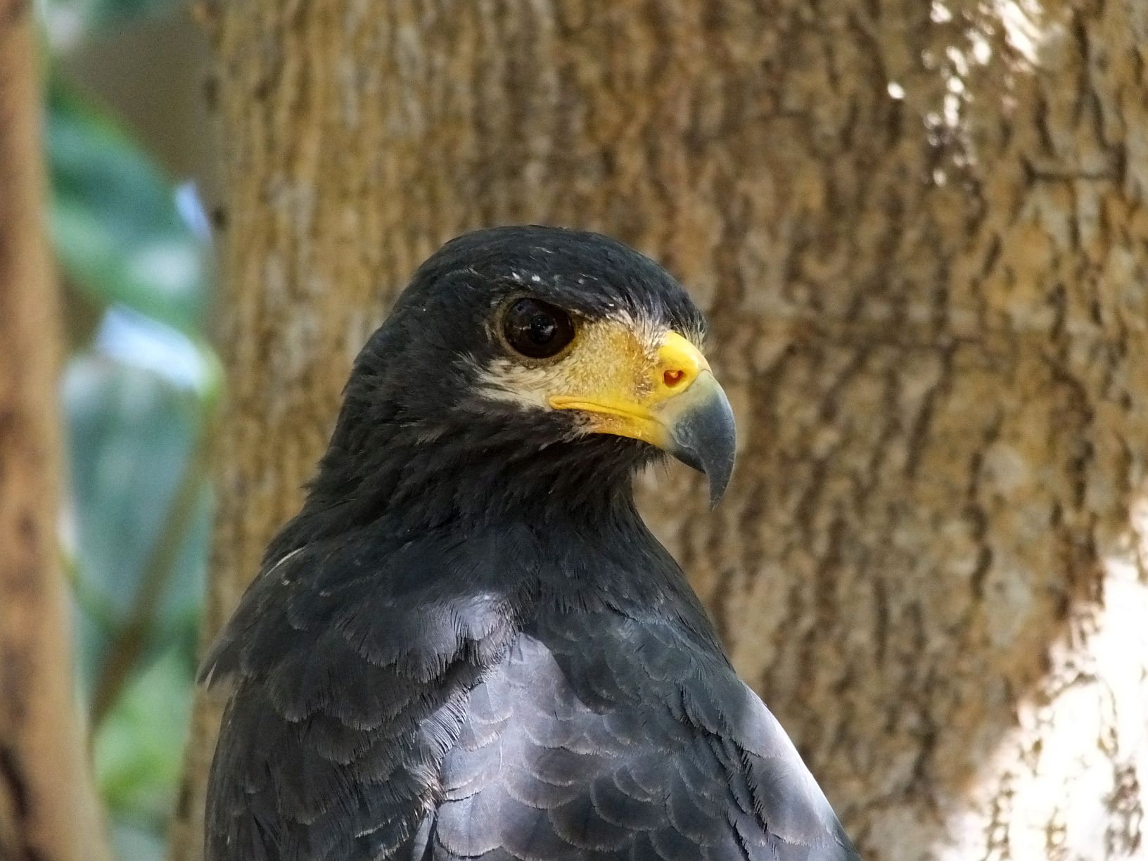 An Early Update for Birding Costa Rica around Chomes Costa Rica