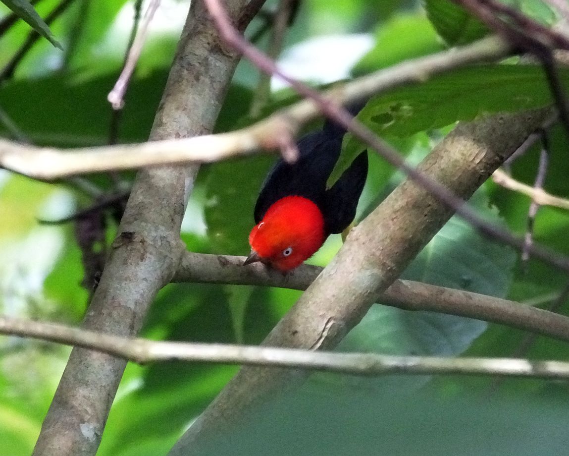 redcappedmanakindance Costa Rica Living and Birding