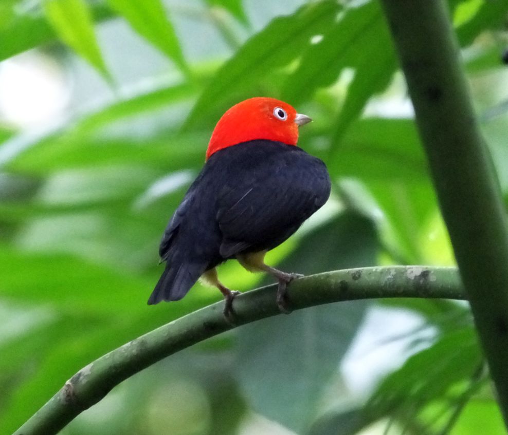 redcappedmanakin Costa Rica Living and Birding