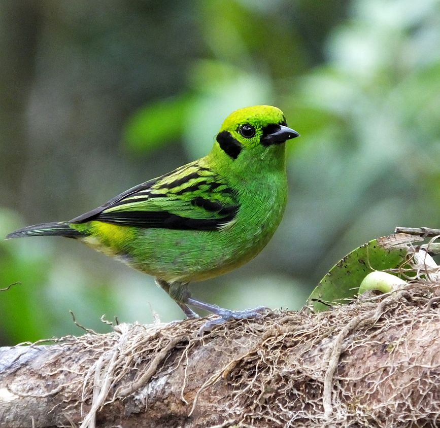 emerald tanager 1 Costa Rica Living and Birding