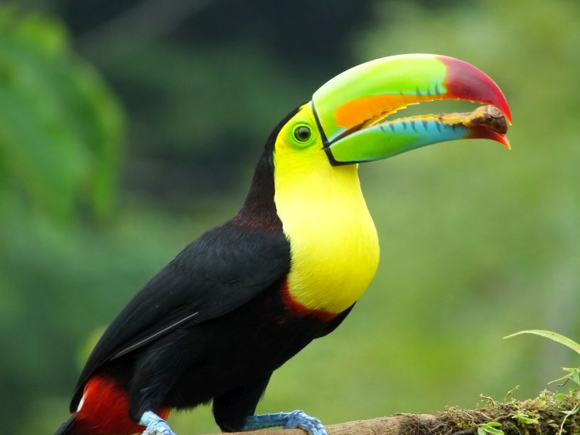 keelbilled toucan Costa Rica Living and Birding