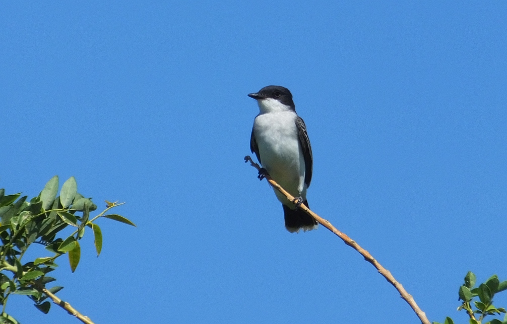bird migration Costa Rica Costa Rica Living and Birding