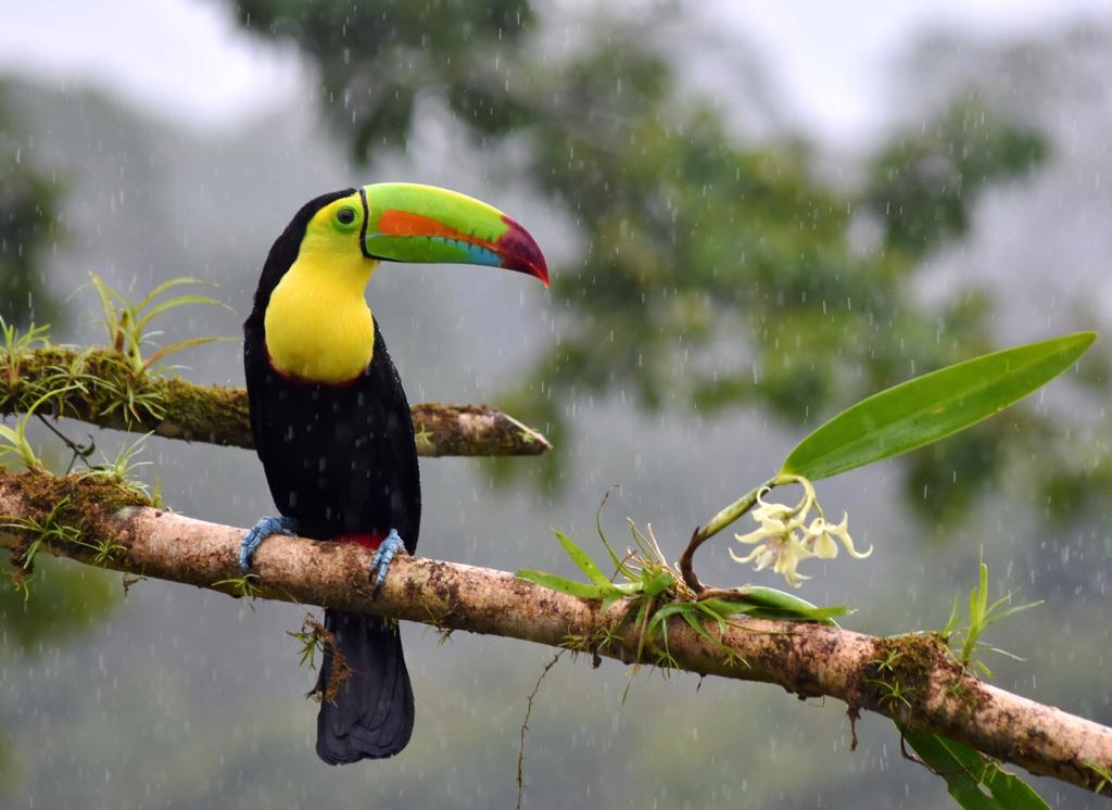 5 Reasons Laguna del Lagarto is a Top Site for Birding in Costa Rica