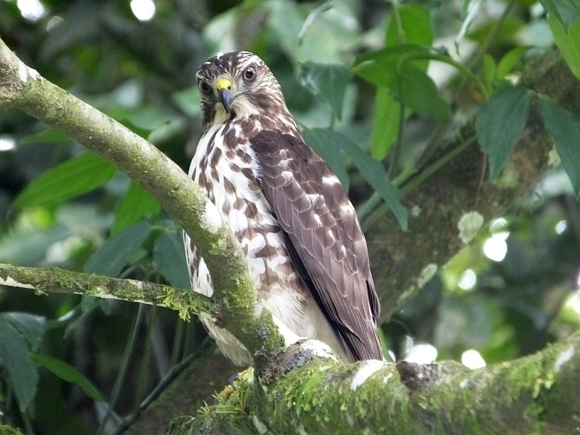 Costa Rica Birds to Know The 10 Most Common Raptors Costa Rica