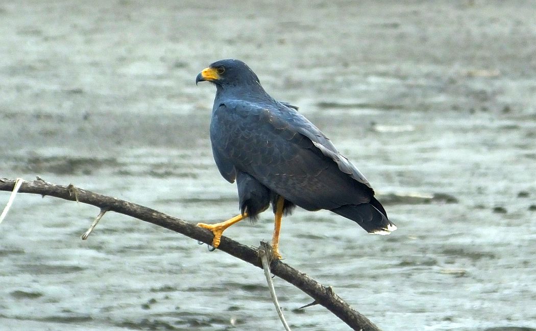 Costa Rica Birds to Know The 10 Most Common Raptors Costa Rica