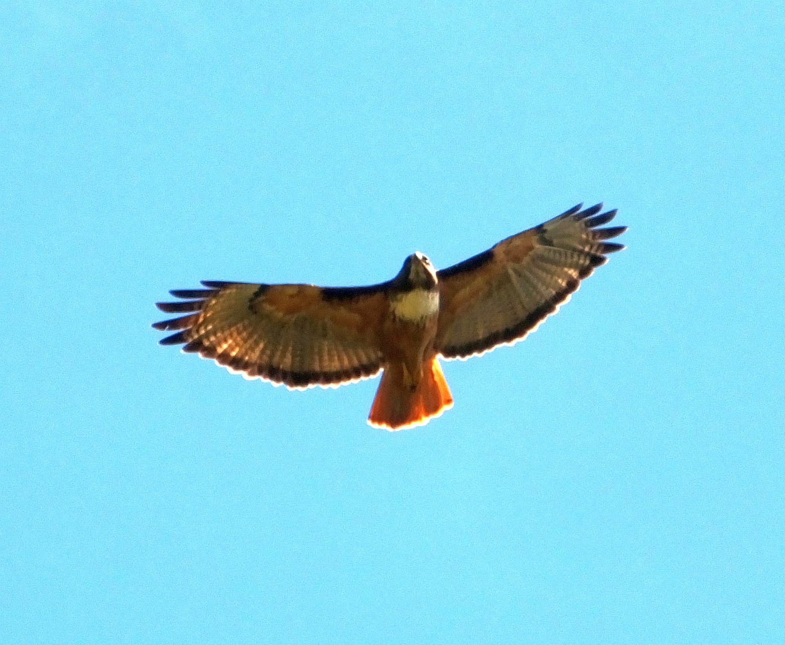 Costa Rica Birds to Know The 10 Most Common Raptors Costa Rica
