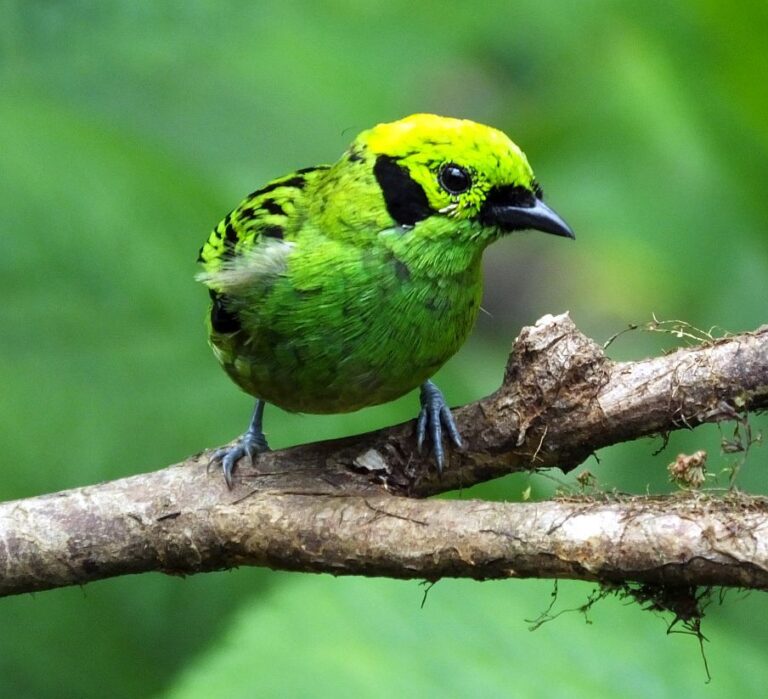 Costa Rica Birding Tours Costa Rica Living and Birding