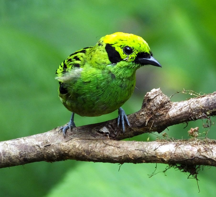 Costa Rica Birding Tours Costa Rica Living and Birding