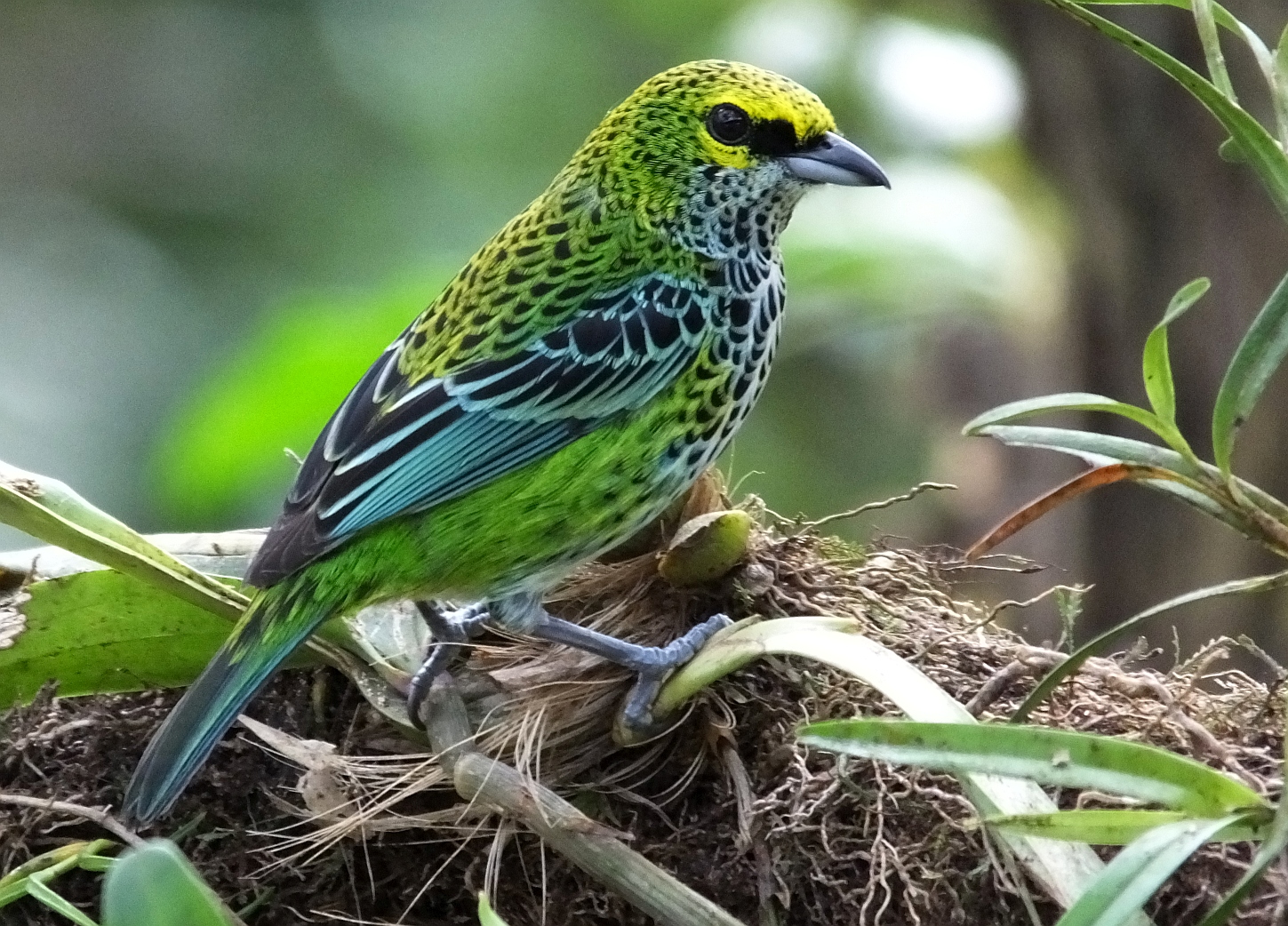 Benefits of Slow Birding in Costa Rica Costa Rica Living and Birding