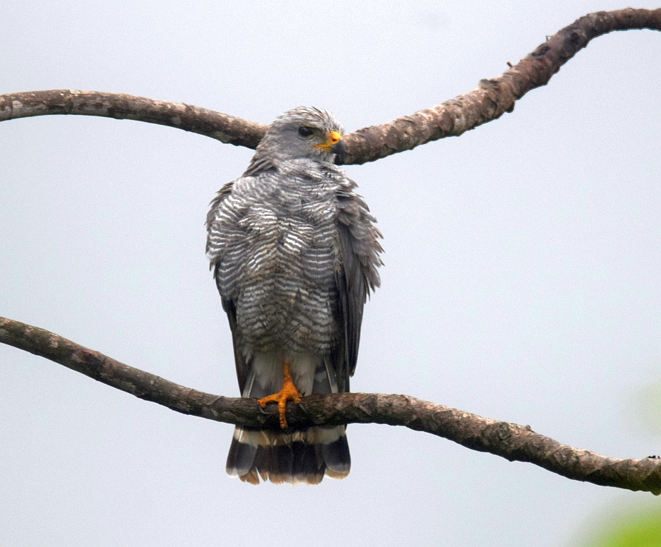 A Day in the Life of a Gray Hawk in Costa Rica Costa Rica Living and
