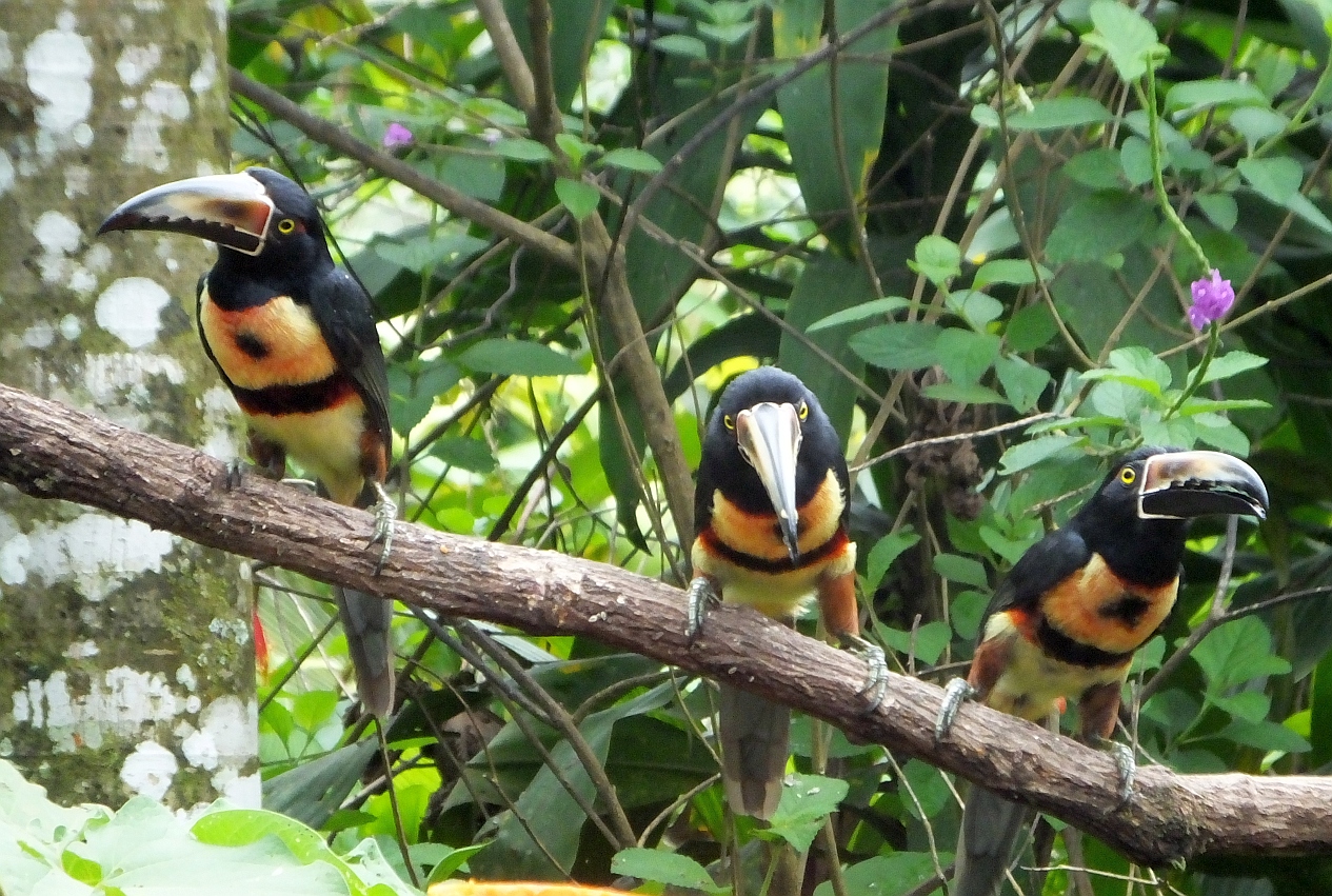 How Toucans are Like Crows BirdingFieldGuides Blog