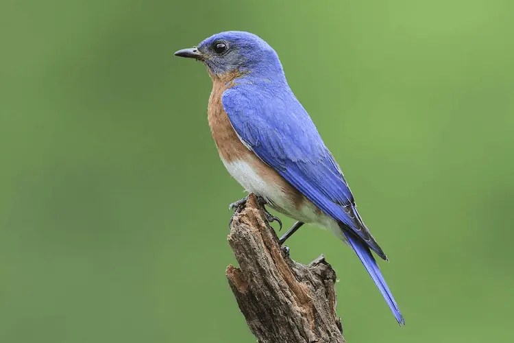 How to Identify a Bluebird vs Blue Jay Birding Insider