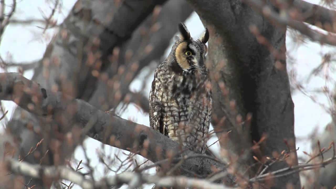 Types of Owls Guide Birding Insider