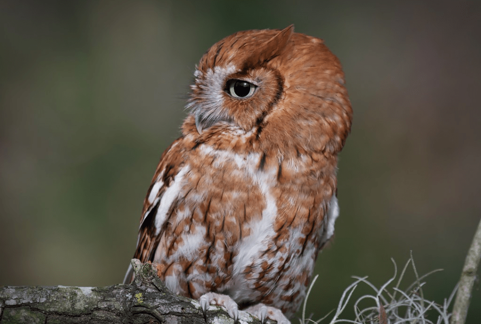 Eastern Screech Owl Guide (Megascops otus) Birding Insider