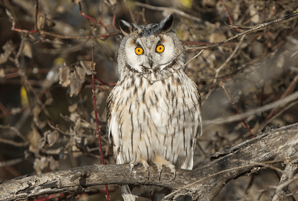 Longeared Owl Guide (Asio otus) Birding Insider