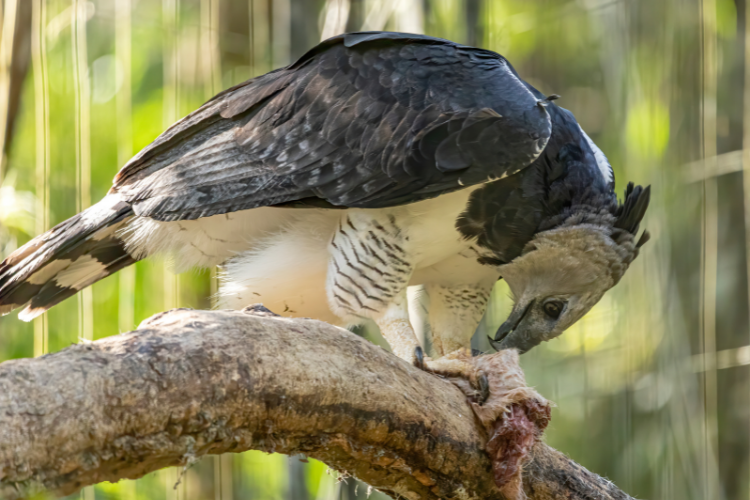 Harpy Eagle Guide (Harpia Harpyja) Birding Insider