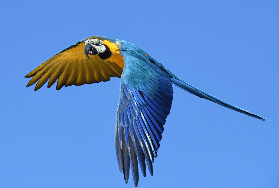 Blue Macaw Guide Beautiful Blue Bird on the Brink of Extinction