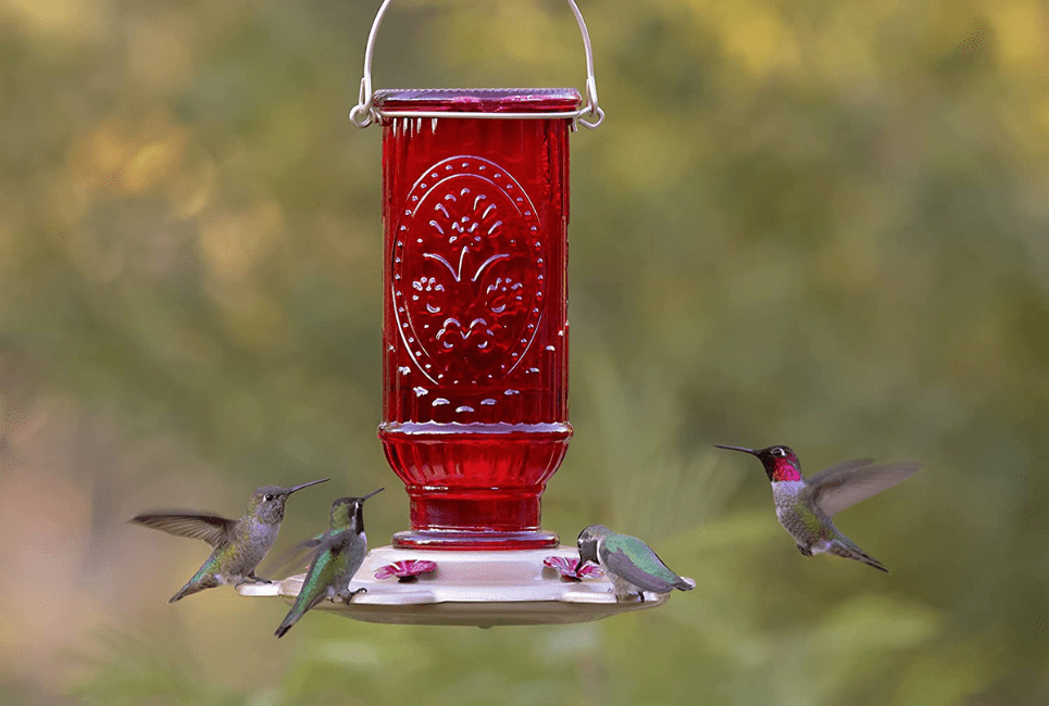 Best Hummingbird Feeder Options Birding Insider