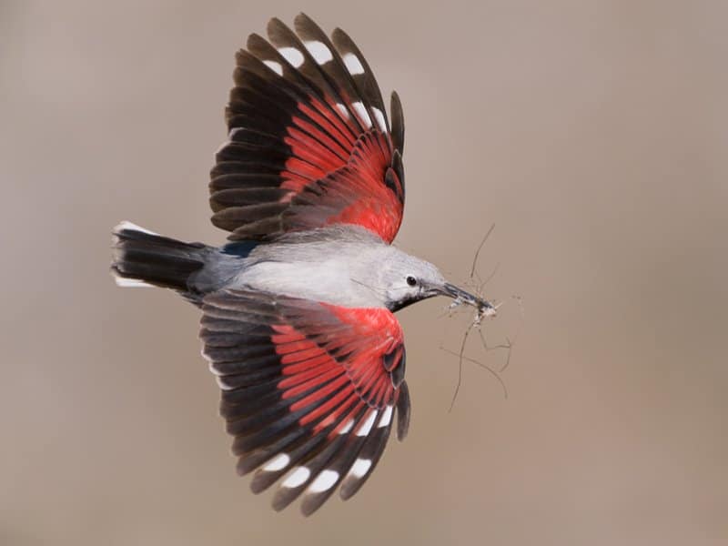 Winter Weekend looking for Wallcreeper Birding Languedoc