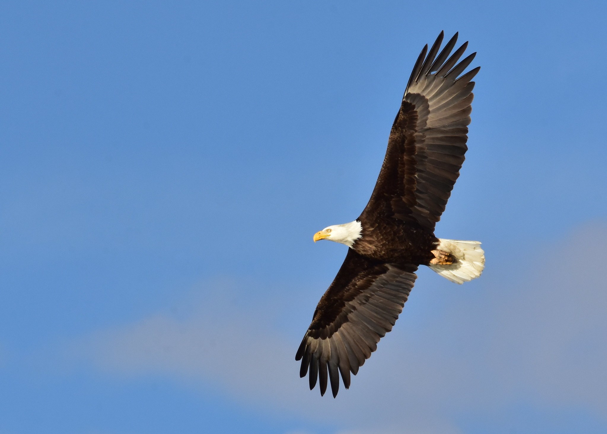 Where to See Bald Eagles in Texas BirdingLocations