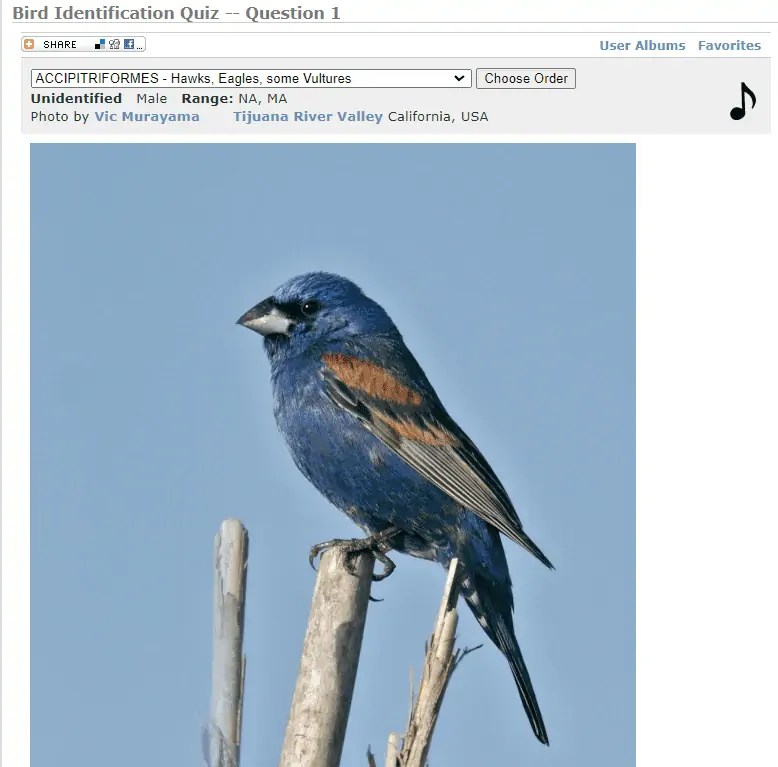 The 4 Best Birding Quizzes (And Why You SHOULD Do Them!) Birding Outdoors